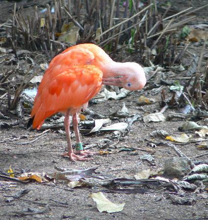 Amazonia